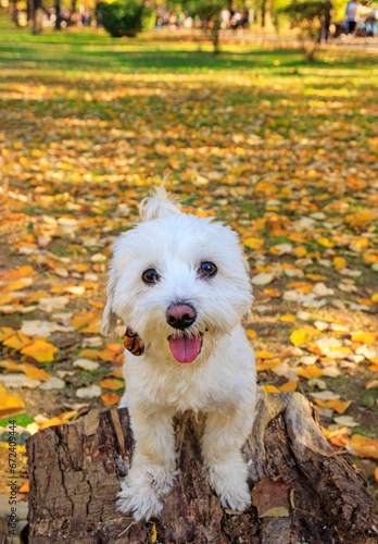 Autumn scene with white Maltese dog playful and posing into city park