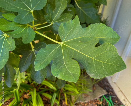 Fig Leaf in close-up