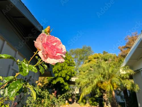 Red Rose against blue sky and green