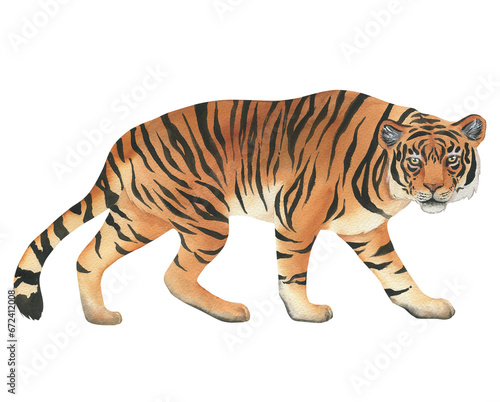 Watercolor illustration of tiger. Hand drawn, isolated. Suitable for decorating a children's room design