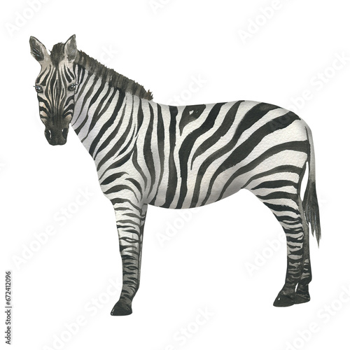 Watercolor illustration of zebra. Hand drawn, isolated. Suitable for decorating a children's room design