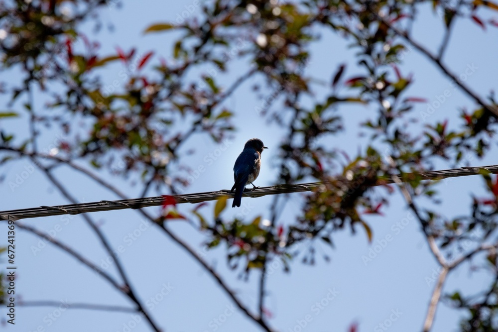 a small blue bird sitting on top of a power line a small blue bird sitting on top of a power line