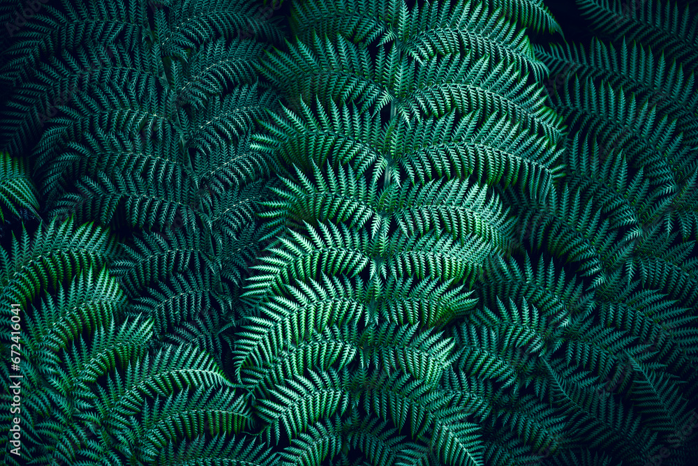 Fern Leaves Texture Background: Organic Natural Backdrop with Lush Green Fern Foliage