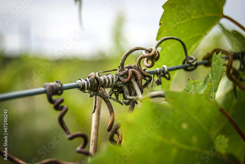 Closeup of grapevine wrapping around metal fencing in vineyard