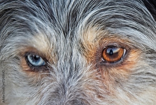 Close-up portrait of a Mini Australian Shepherd with heterochromia, differently colored eyes photo