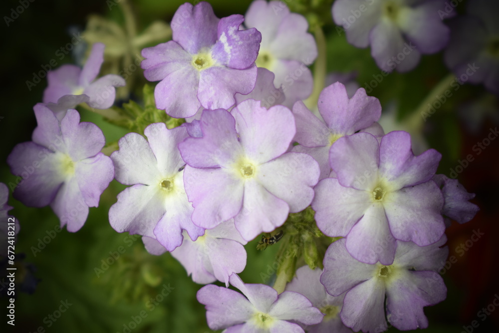 Fototapeta premium primula sieboldii
