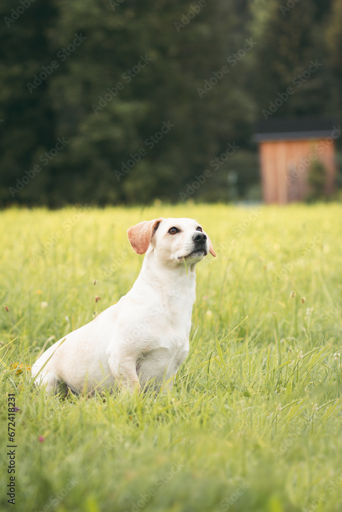 Dog posing in a lawn field