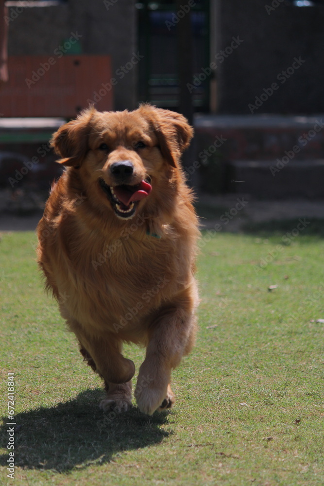 Fototapeta premium golden retriever dog