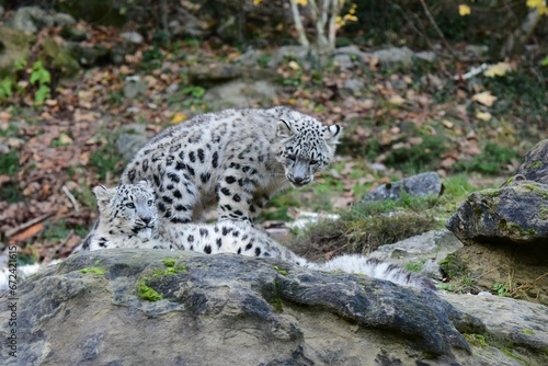 Two snow leopards  Panthera uncia  in a confined area