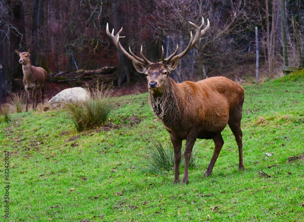 Closeup of a deer standing in a grassy field Closeup of a deer standing in a grassy field