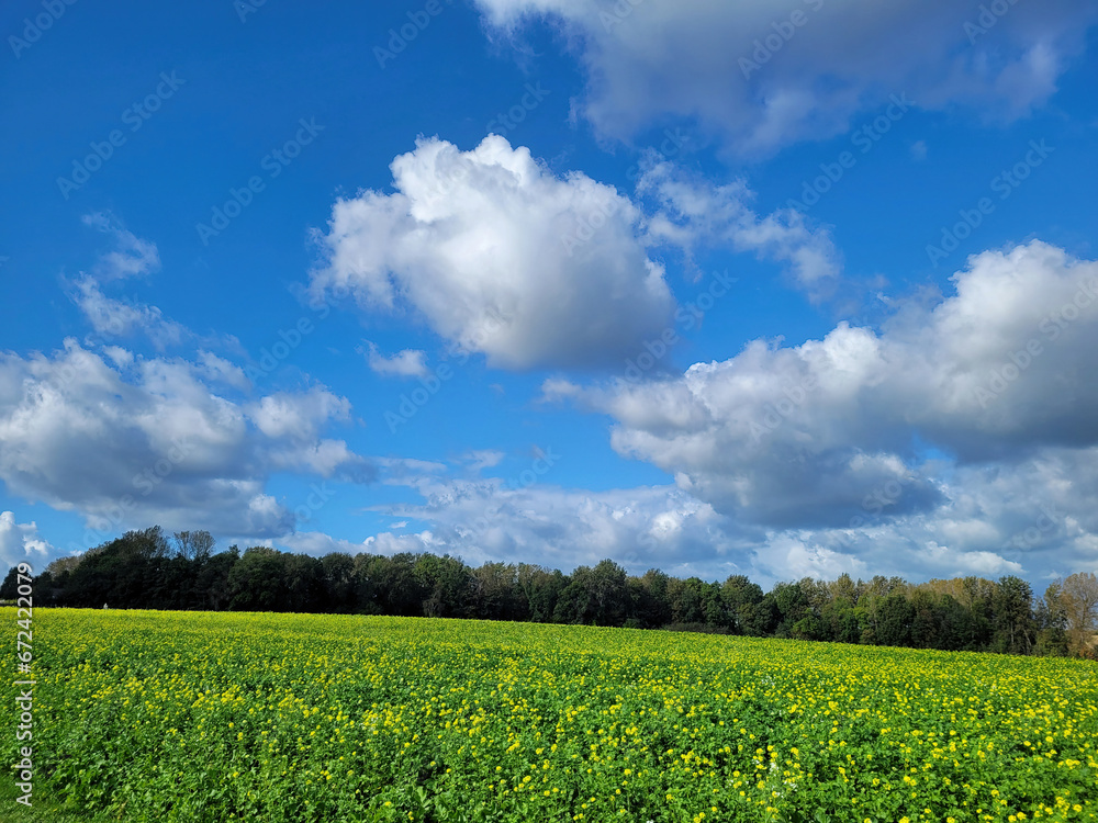 Krajobraz Belgii i błękitne niebo latem. - obrazy, fototapety, plakaty 