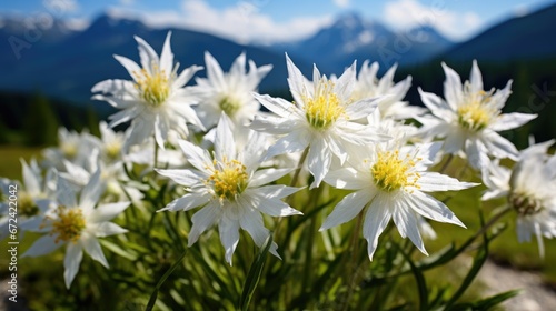  a bunch of white flowers in a field with mountains in the backgrouf of the picture in the background.  generative ai