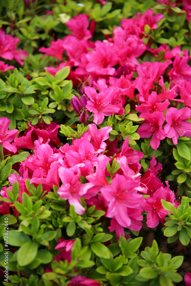 花壇に咲く満開の躑躅の花 花壇に咲く満開の躑躅の花