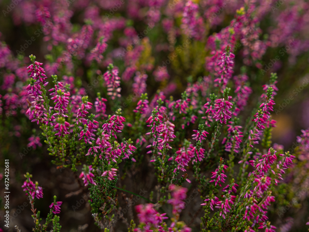 Obraz premium flowers in the garden