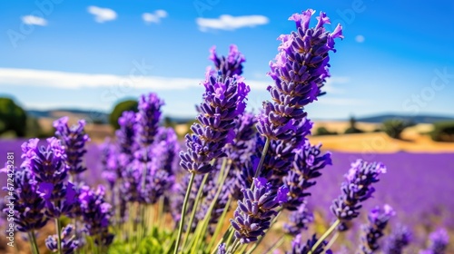  a field of lavender flowers with a blue sky and clouds in the background in the background is a field of lavender flowers with a blue sky and clouds in the foreground.  generative ai