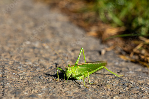 Closeup shot of a large green grasshopper with long antennae © Alexandr