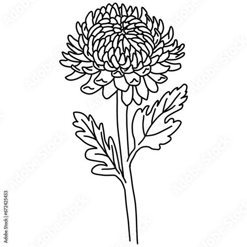 chrysanthemum, white chrysanthemum, chrysanthemum illustration, line drawing, flower, flower illustration, plant, flower, chrysanthemum flower