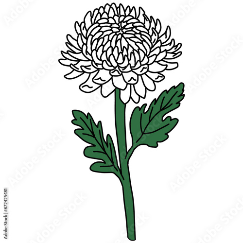 chrysanthemum, white chrysanthemum, chrysanthemum illustration, line drawing, flower, flower illustration, plant, flower, chrysanthemum flower