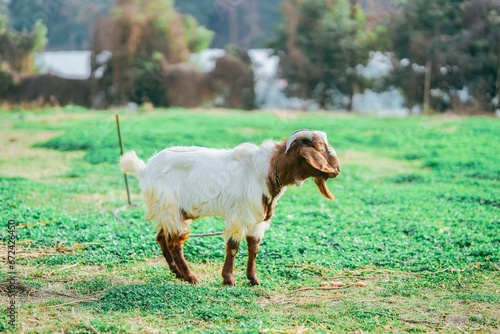 Closeup of a  white goat stands in a lush grassy meadow