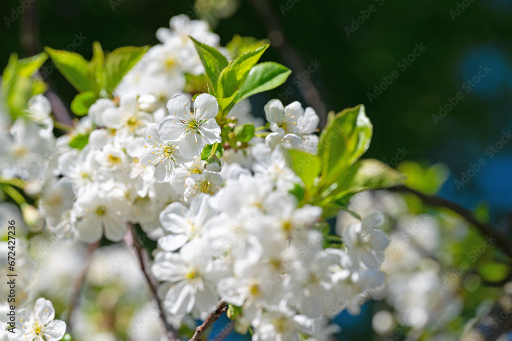 Blühende Sauerkirsche, Prunus cerasus, im Frühling Blühende Sauerkirsche, Prunus cerasus, im Frühling