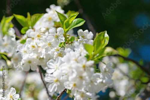 Blühende Sauerkirsche, Prunus cerasus, im Frühling