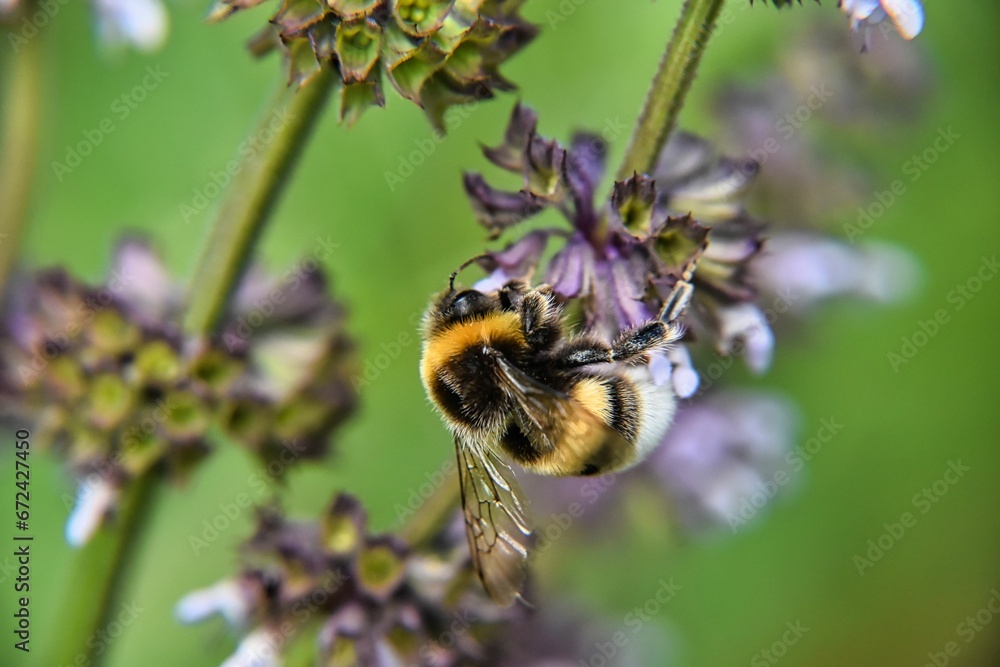 bumblebee on a purple flower in the field bumblebee on a purple flower in the field