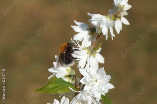 Close up Tree bumblebee or new garden bumblebee (Bombus hypnorum) on white flowers of the shrub Deutzia, family Hydrangeaceae, Dutch garden, June. 