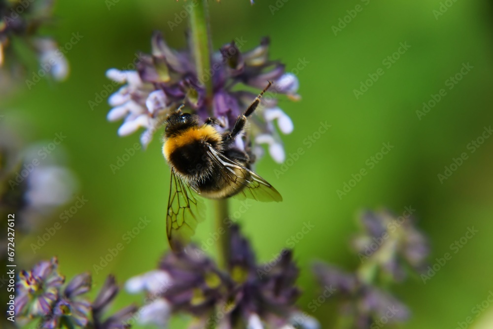 the bee is on top of the purple flowers on the plant the bee is on top of the purple flowers on the plant