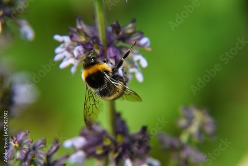 the bee is on top of the purple flowers on the plant © Wirestock