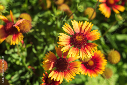 Top view vivid yellow and red gaillardia flowers.