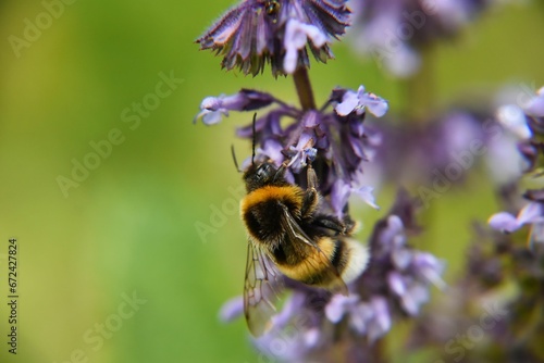 a bee that is flying near some purple flowers as it takes flight