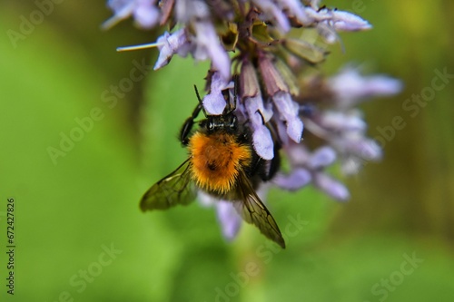 a close up of a flower and a bee in focus photo