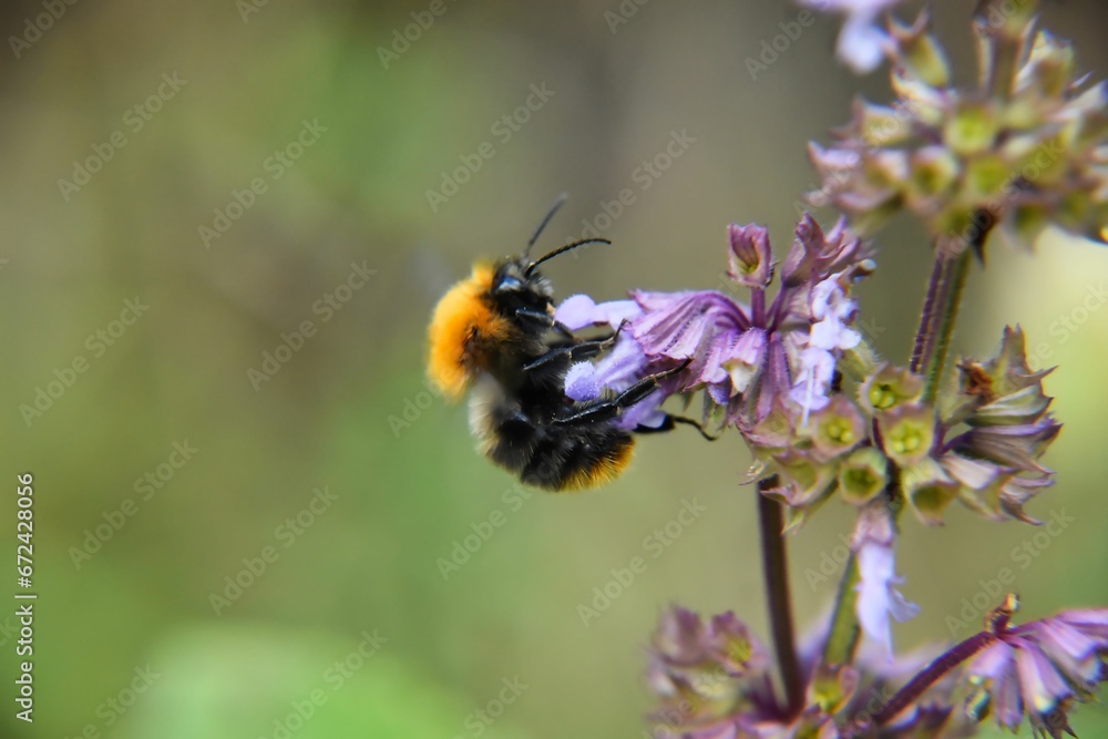 a bee collects pollen on a flower that's purple and yellow a bee collects pollen on a flower that's purple and yellow