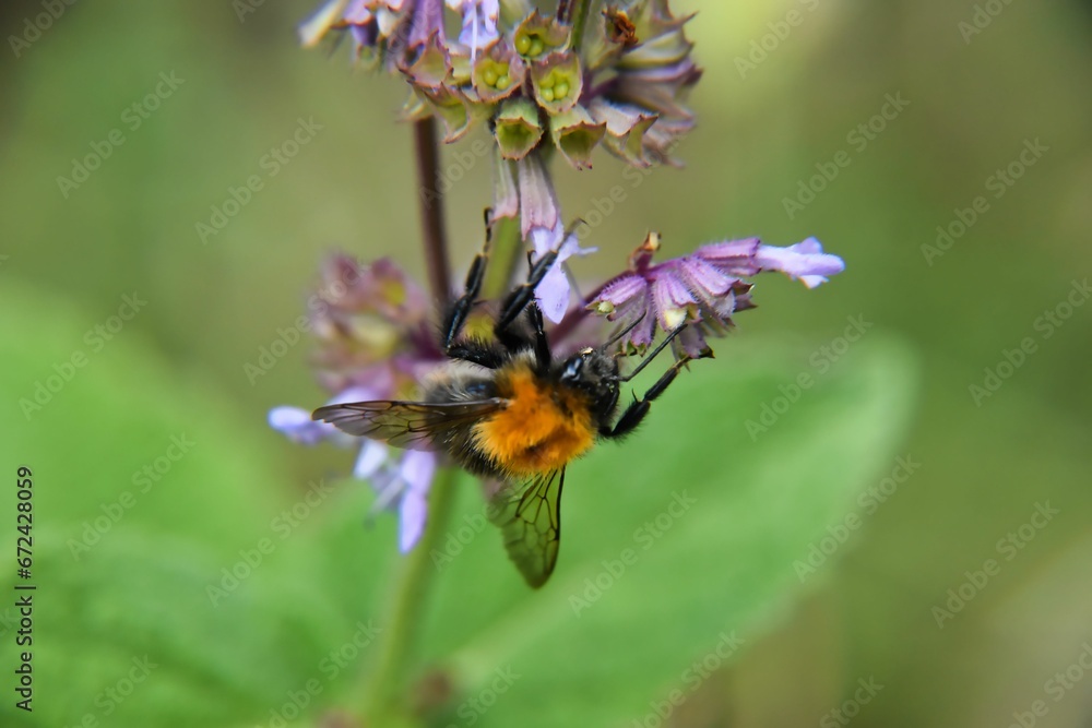 a bee gathers on a flower with lots of purple flowers a bee gathers on a flower with lots of purple flowers