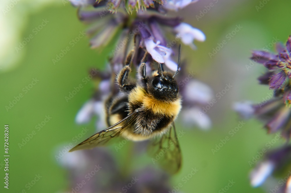 a large bee is polling lavender flowers near a tree a large bee is polling lavender flowers near a tree