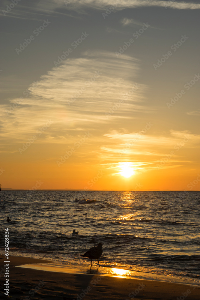 Mewa o zachodzie słońca w Międzyzdrojach