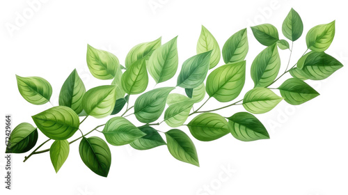 green leaves isolated on transparent