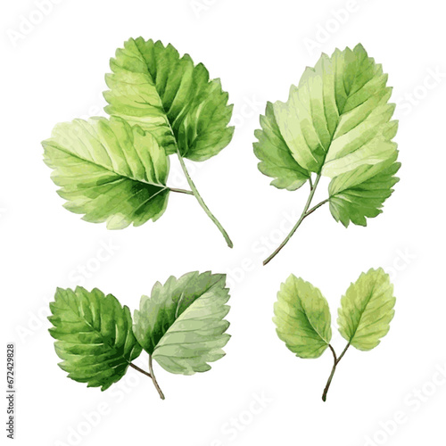 Green watercolor hazel tree leaves on white background