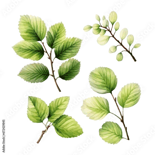 Green watercolor hazel tree leaves on white background