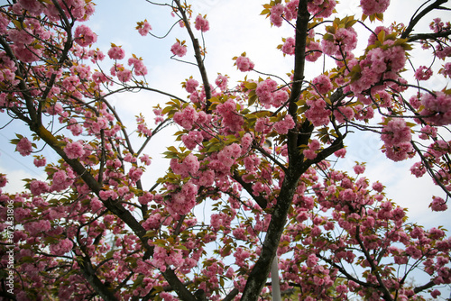 Kanzan cherry tree with double pink flowers © ykimura65