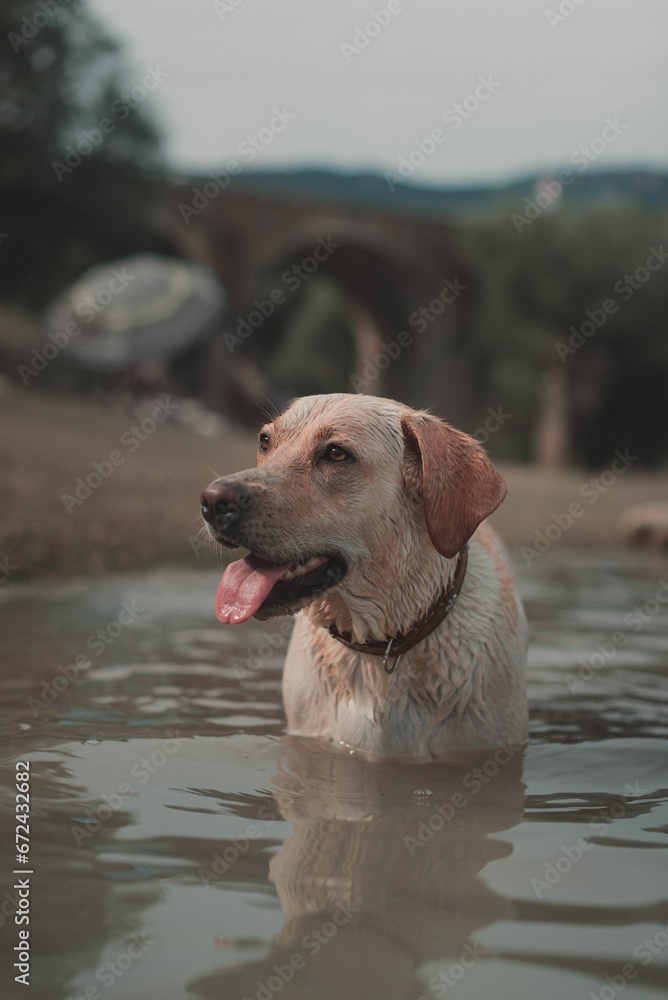 Vertical closeup of a dog with its tongue out, swimming in a lake