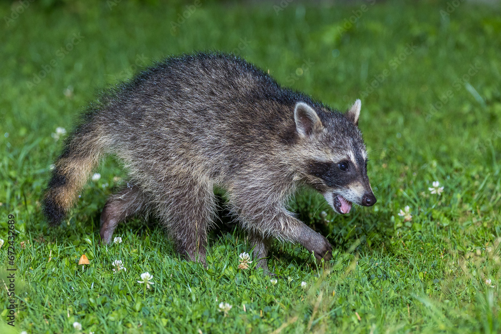 Naklejka premium Waschbär (Procyon lotor)