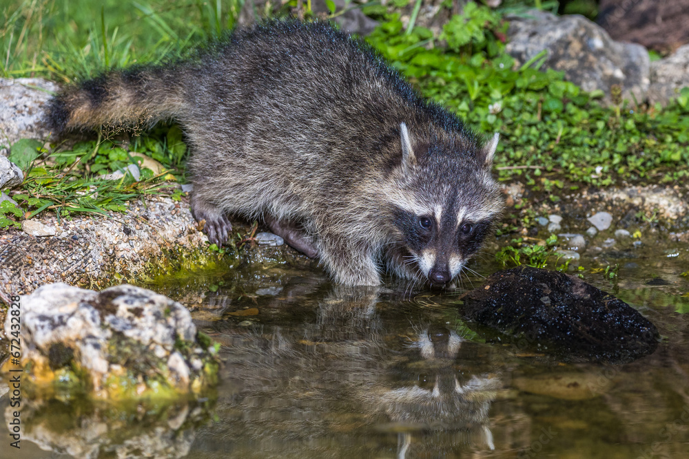 Waschbär (Procyon lotor)