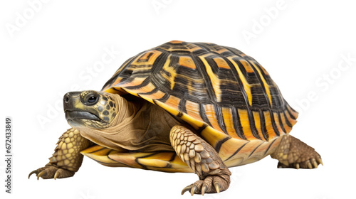 Turtles on transparent background 