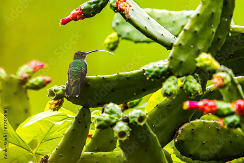 Beija flor no cactus photo