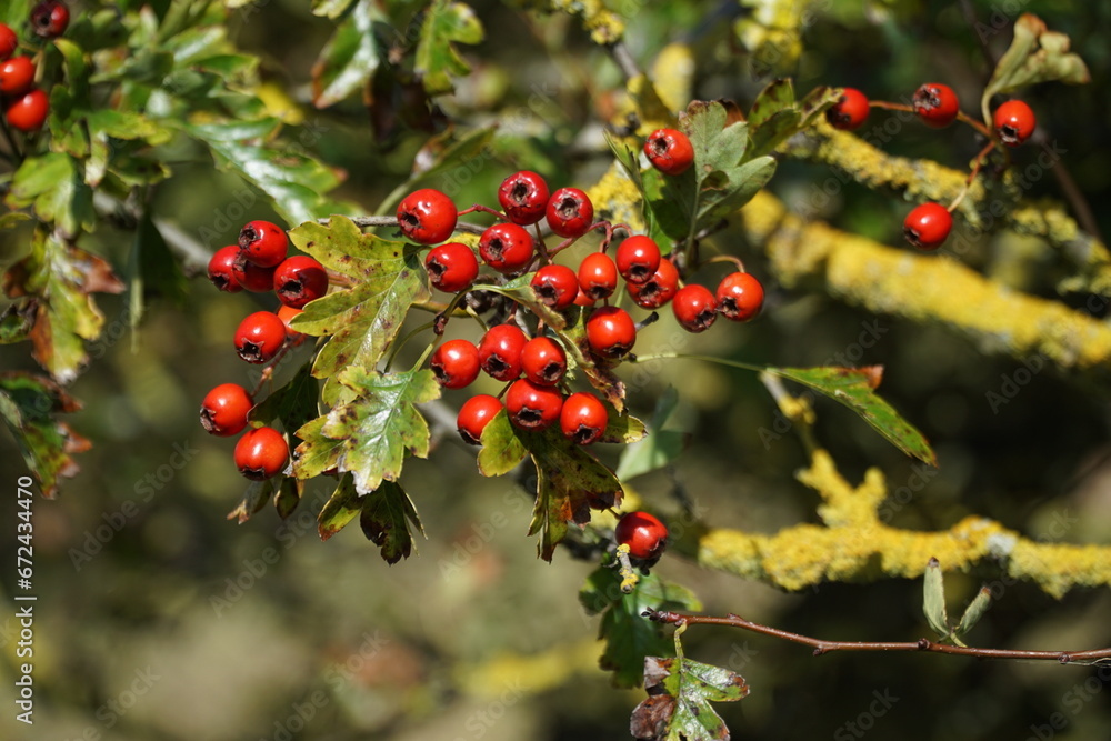 Obraz premium red berries on a branch