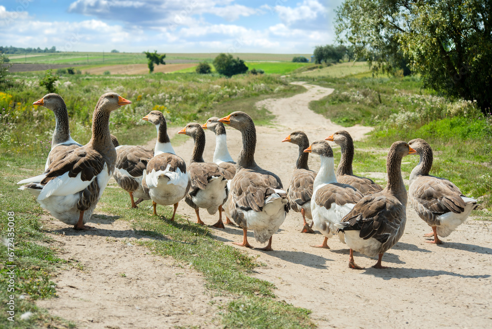 Obraz premium Geese walking on a path, countryside, a flock of domestic geese, from the back