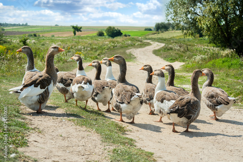 Stampa su tela Geese walking on a path, countryside, a flock of domestic geese, from the back
