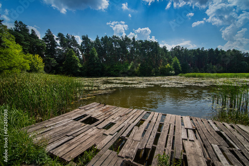 forest pond with a pier and reeds   water lily and algae on the water  surrounded by peens