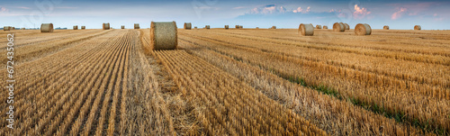 view of field with straw cylinders bales and lines after harvest photo